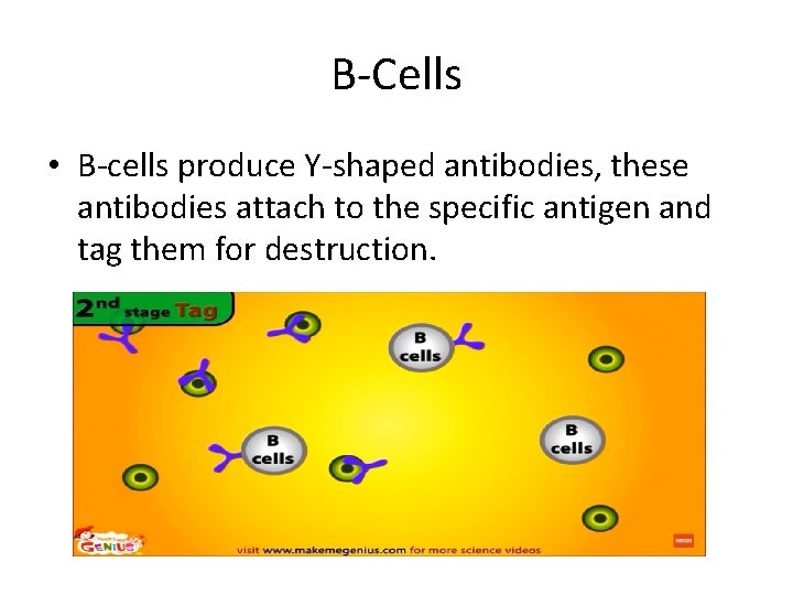 B-Cells • B-cells produce Y-shaped antibodies, these antibodies attach to the specific antigen and