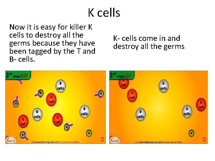 K cells Now it is easy for killer K cells to destroy all the