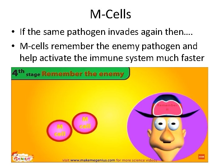 M-Cells • If the same pathogen invades again then…. • M-cells remember the enemy