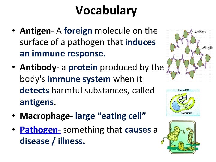 Vocabulary • Antigen- A foreign molecule on the surface of a pathogen that induces