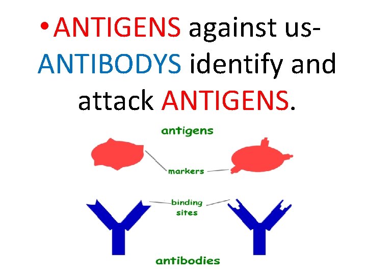  • ANTIGENS against us. ANTIBODYS identify and attack ANTIGENS. 