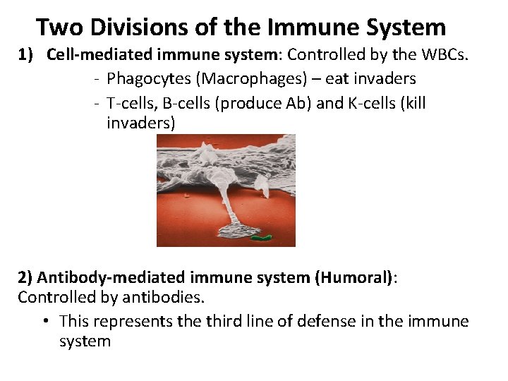 Two Divisions of the Immune System 1) Cell-mediated immune system: Controlled by the WBCs.