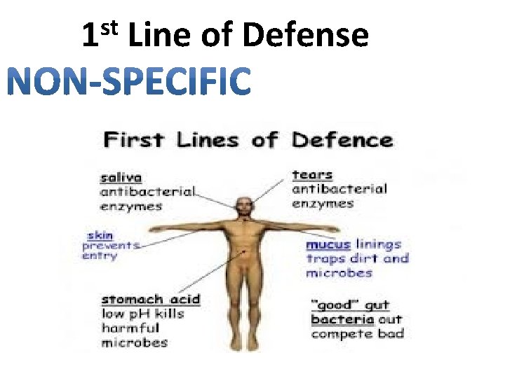 st 1 Line of Defense 