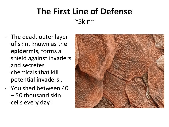 The First Line of Defense ~Skin~ - The dead, outer layer of skin, known