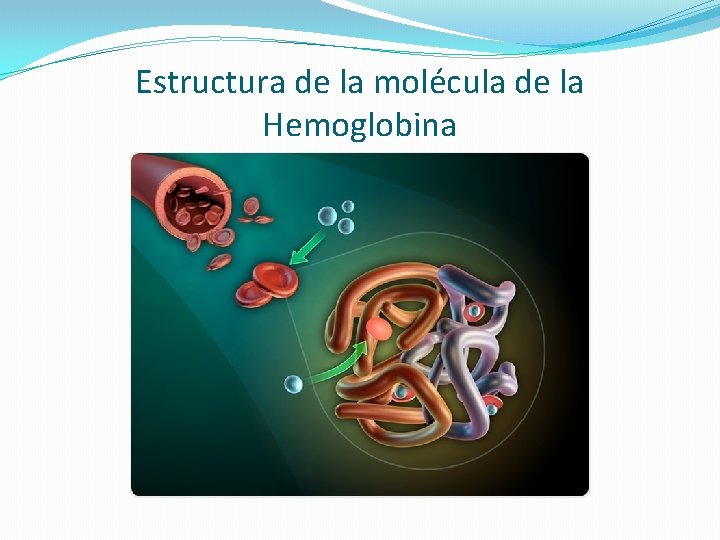 Estructura de la molécula de la Hemoglobina 