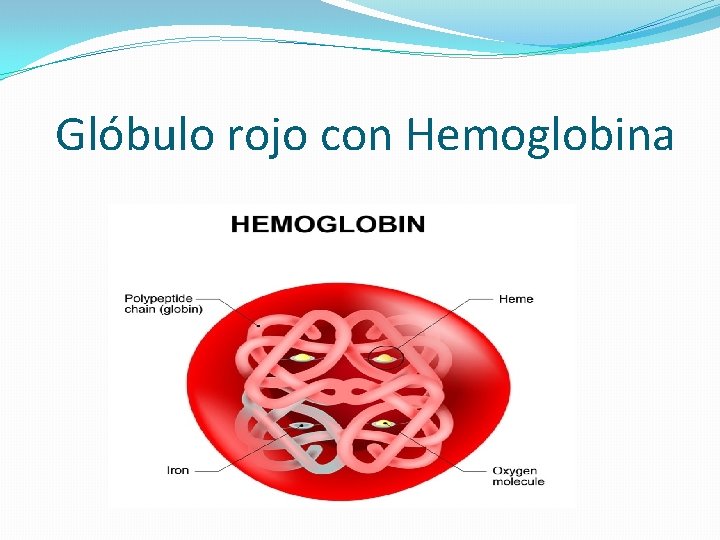 Glóbulo rojo con Hemoglobina 