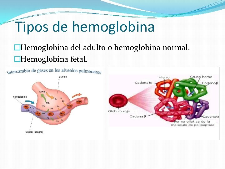 Tipos de hemoglobina �Hemoglobina del adulto o hemoglobina normal. �Hemoglobina fetal. 