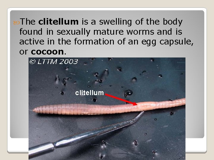 The clitellum is a swelling of the body found in sexually mature worms The clitellum is a swelling of the body found in sexually mature worms
