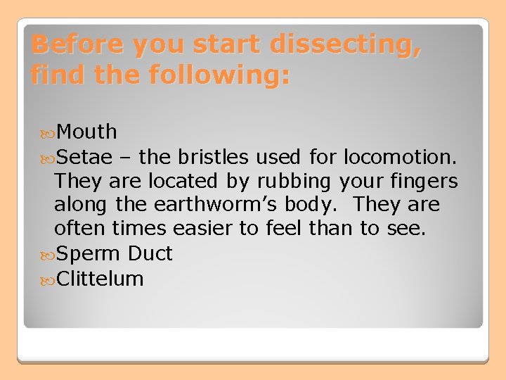 Before you start dissecting, find the following: Mouth Setae – the bristles used for Before you start dissecting, find the following: Mouth Setae – the bristles used for
