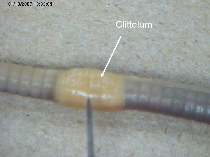 Clittelum Clittelum