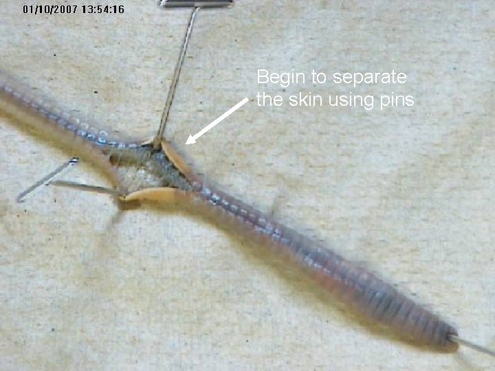 Begin to separate the skin using pins Begin to separate the skin using pins