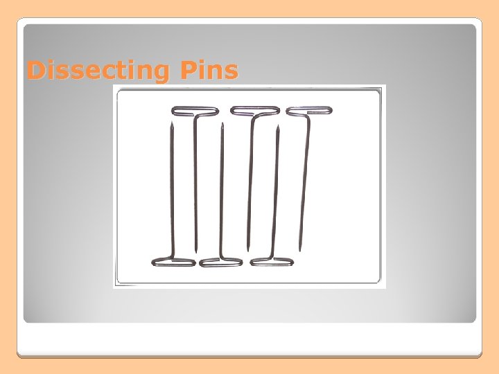 Dissecting Pins Dissecting Pins