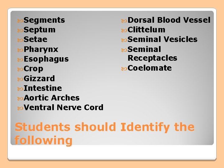 Segments Septum Setae Pharynx Esophagus Crop Dorsal Blood Vessel Clittelum Seminal Vesicles Seminal Segments Septum Setae Pharynx Esophagus Crop Dorsal Blood Vessel Clittelum Seminal Vesicles Seminal
