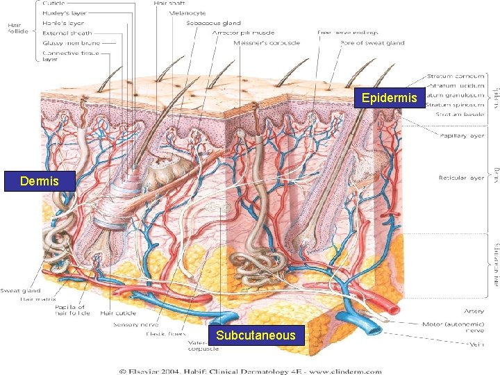 Epidermis Dermis Subcutaneous 6 