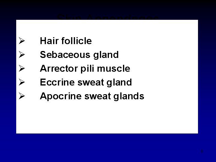 Skin Appendages Ø Ø Ø Hair follicle Sebaceous gland Arrector pili muscle Eccrine sweat