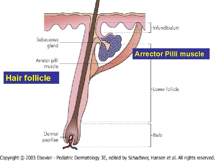 Arrector Pilli muscle Hair follicle 9 