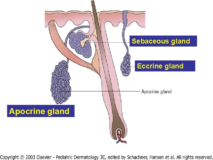 Sebaceous gland Eccrine gland Apocrine gland 10 