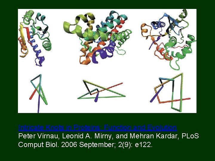 Intricate Knots in Proteins: Function and Evolution Peter Virnau, Leonid A. Mirny, and Mehran