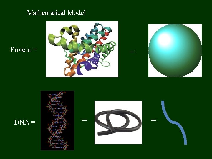 Mathematical Model Protein = DNA = = 