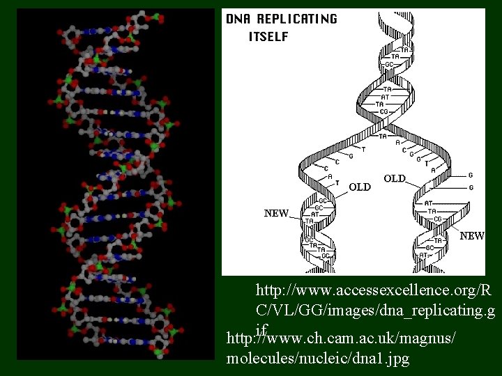 http: //www. accessexcellence. org/R C/VL/GG/images/dna_replicating. g if http: //www. ch. cam. ac. uk/magnus/ molecules/nucleic/dna