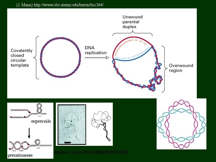 (J. Mann) http: //www. sbs. utexas. edu/herrin/bio 344/ Postow L. et. al. PNAS; 2001;