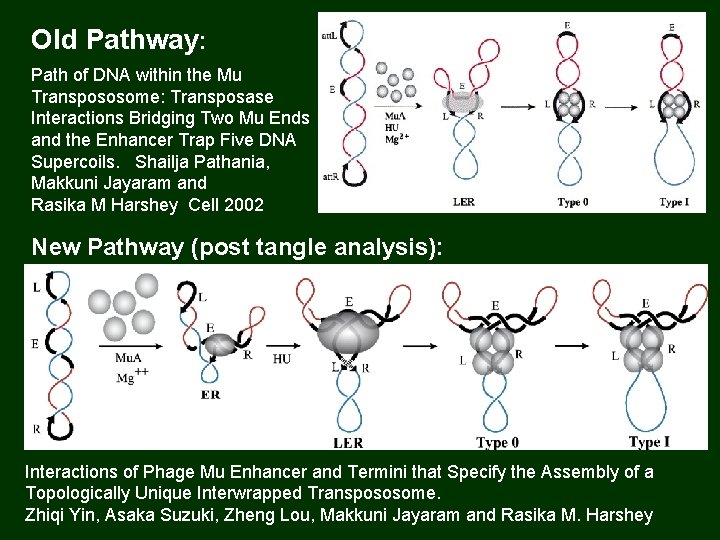 Old Pathway: Path of DNA within the Mu Transpososome: Transposase Interactions Bridging Two Mu