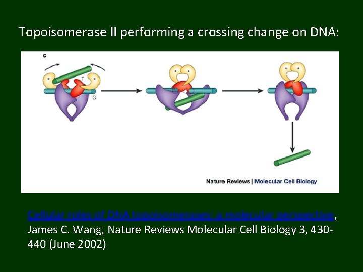 Topoisomerase II performing a crossing change on DNA: Cellular roles of DNA topoisomerases: a