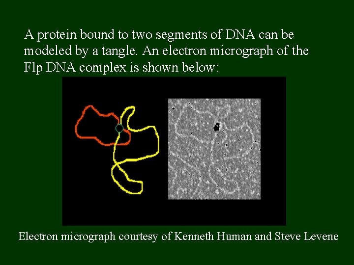 A protein bound to two segments of DNA can be modeled by a tangle.