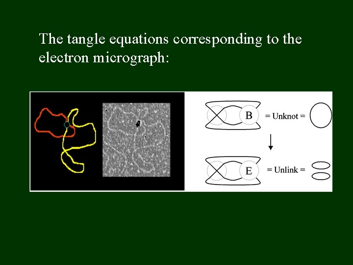The tangle equations corresponding to the electron micrograph: 