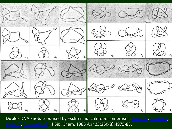 Duplex DNA knots produced by Escherichia coli topoisomerase I. Dean FB, Stasiak A, Koller