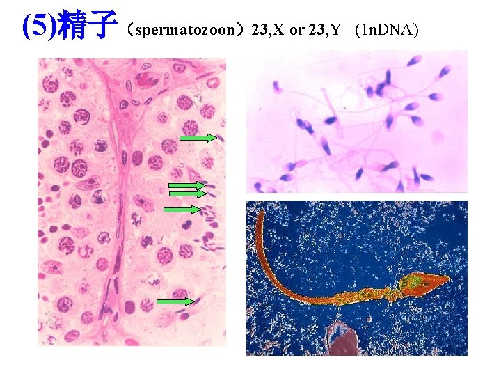 (5)精子（spermatozoon）23, X or 23, Y (1 n. DNA) 