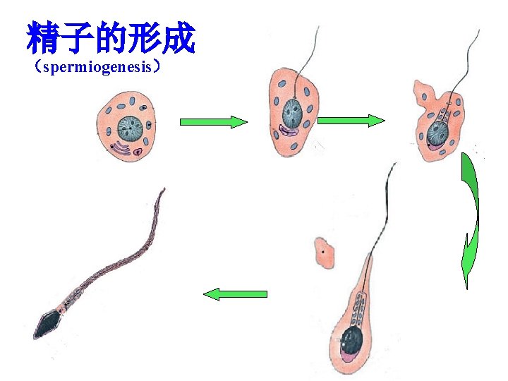 精子的形成 （spermiogenesis） 