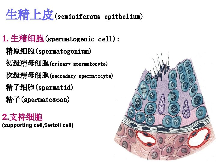 生精上皮(seminiferous epithelium) 1. 生精细胞(spermatogenic cell): 精原细胞(spermatogonium) 初级精母细胞(primary spermatocyte) 次级精母细胞(secondary 精子细胞(spermatid) 精子(spermatozoon) 2. 支持细胞 (supporting