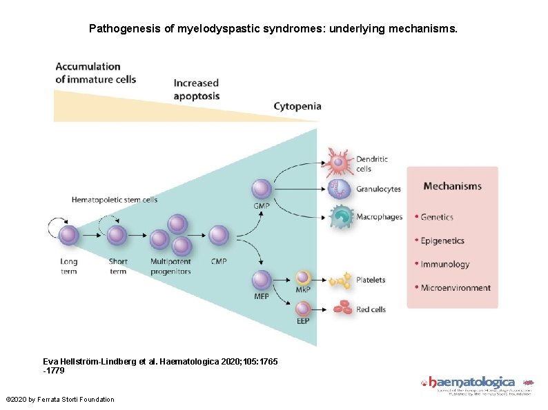 Pathogenesis of myelodyspastic syndromes: underlying mechanisms. Eva Hellström-Lindberg et al. Haematologica 2020; 105: 1765
