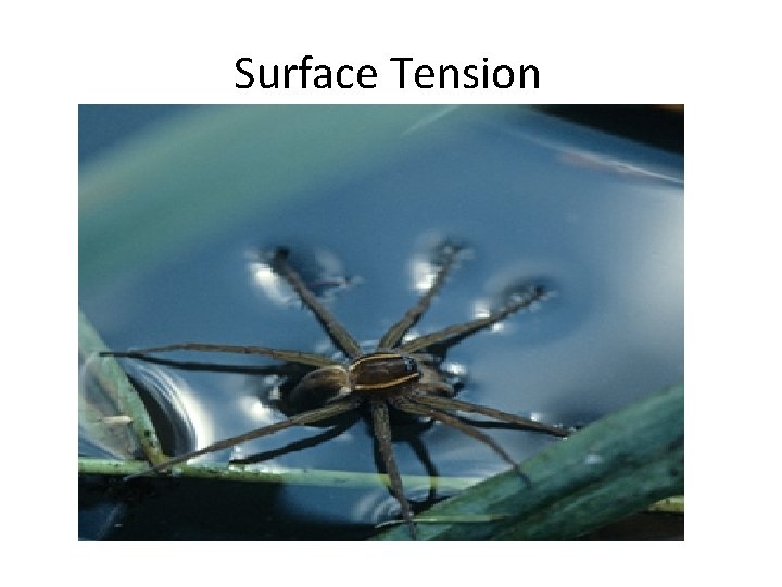 Surface Tension 