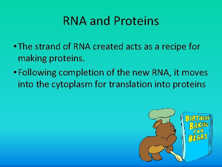RNA and Proteins • The strand of RNA created acts as a recipe for