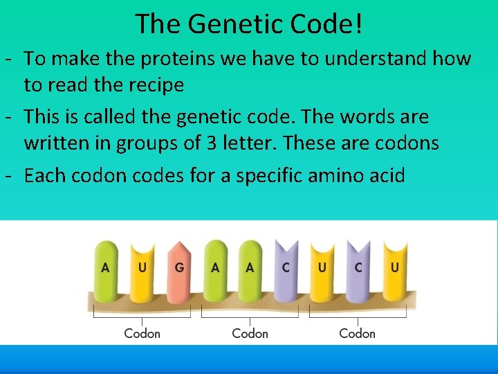 The Genetic Code! - To make the proteins we have to understand how to