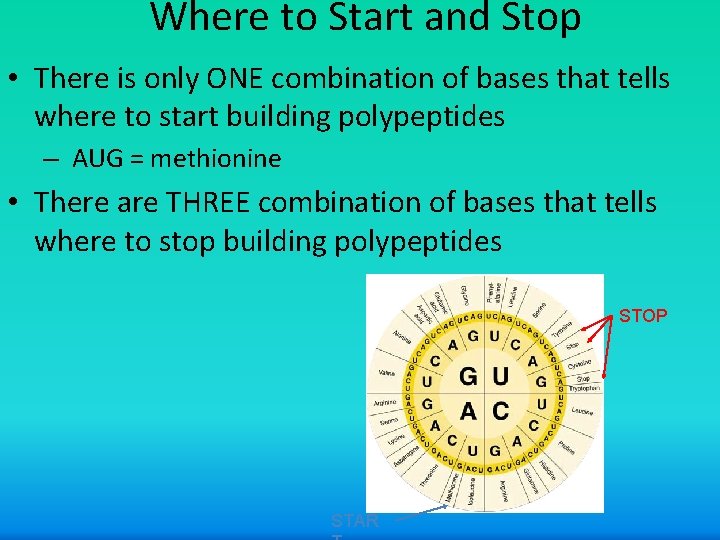 Where to Start and Stop • There is only ONE combination of bases that