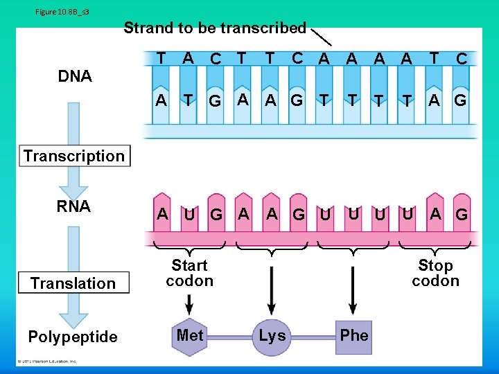 Figure 10. 8 B_s 3 Strand to be transcribed DNA T A C T
