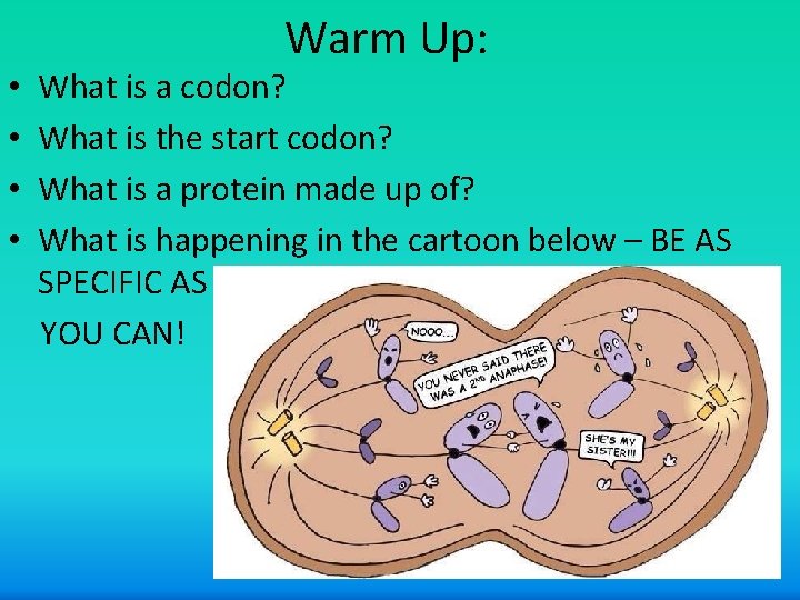  • • Warm Up: What is a codon? What is the start codon?