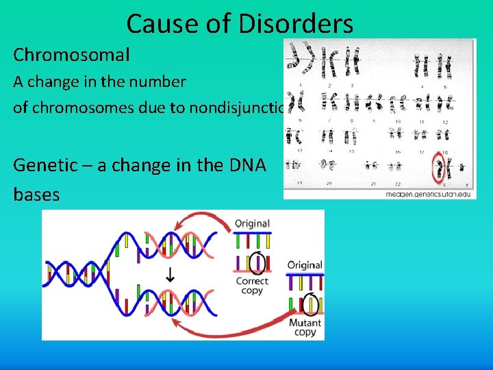 Cause of Disorders Chromosomal A change in the number of chromosomes due to nondisjunction