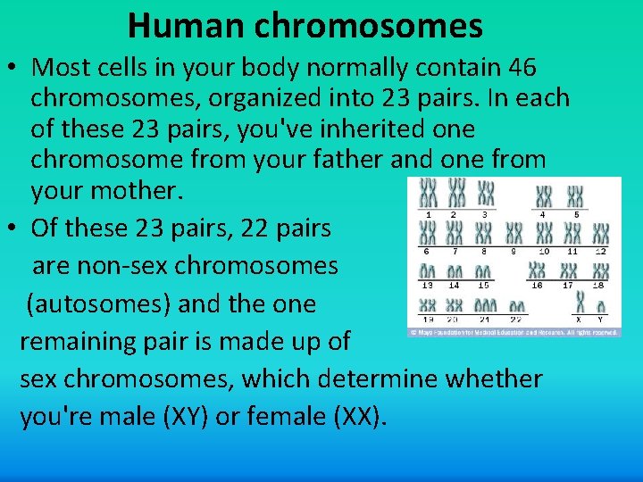 Human chromosomes • Most cells in your body normally contain 46 chromosomes, organized into