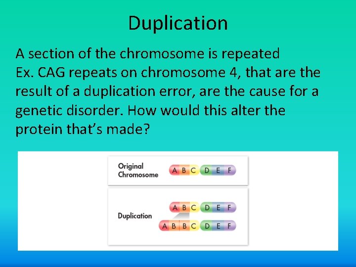 Duplication A section of the chromosome is repeated Ex. CAG repeats on chromosome 4,