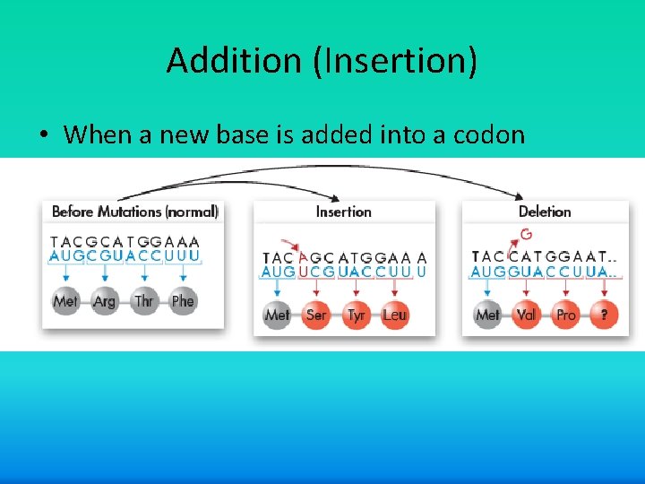 Addition (Insertion) • When a new base is added into a codon 