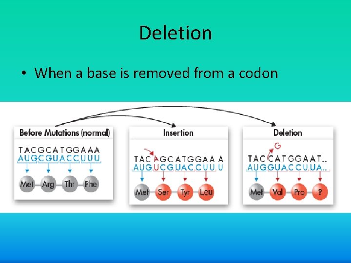 Deletion • When a base is removed from a codon 