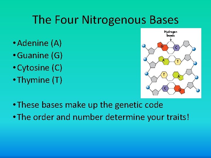 The Four Nitrogenous Bases • Adenine (A) • Guanine (G) • Cytosine (C) •