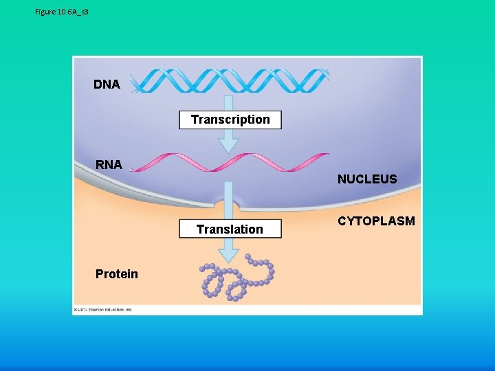 Figure 10. 6 A_s 3 DNA Transcription RNA NUCLEUS Translation Protein CYTOPLASM 