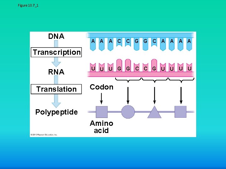 Figure 10. 7_1 DNA A C U U U C G G C A