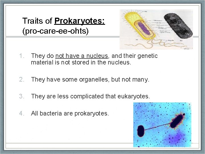 Traits of Prokaryotes: (pro-care-ee-ohts) 1. They do not have a nucleus, and their genetic