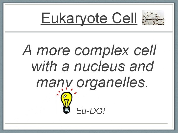Eukaryote Cell A more complex cell with a nucleus and many organelles. Eu-DO! 